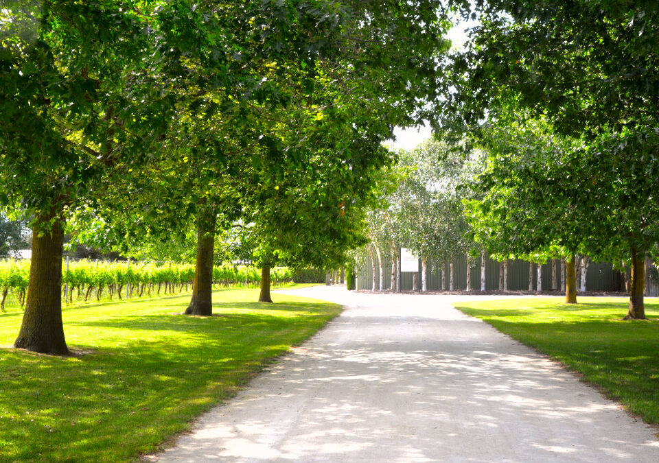 Alpha Domus Vineyard